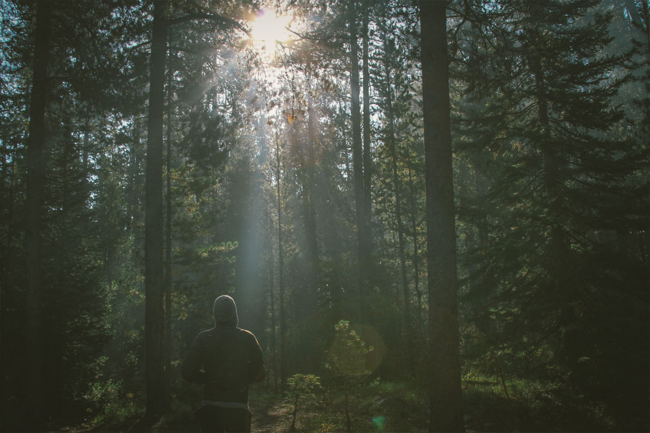 Forest late afternoon